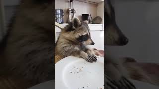 Funny animal videos raccoon [upl. by Nylirret698]