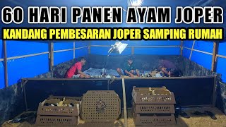 KANDANG PEMBESARAN AYAM JOPER DI SAMPING RUMAH  CONTOH KANDANG DOC AYAM JOPER [upl. by Ahsinat266]