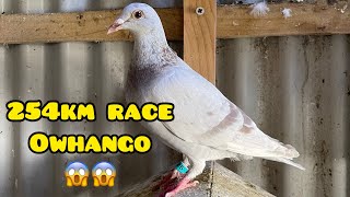 254km Race OWHANGO🇳🇿🇵🇭 2nd BIRD IN MY LOFT NEST MATE NG FEDERATION CHAMPION🏆😱😱 racingpigeon [upl. by Asaph]