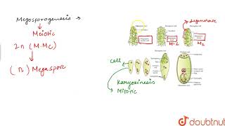 THE PISTILMEGASPORANGIUM OVULE AND EMBRYO SAC [upl. by Ardnekal]