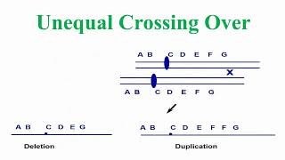 Chromosomes Anomalies and Aberrations Definition [upl. by Chilt]