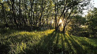 Relaxing Wind Sound 5 Hours  Dancing Forest in The Blowing Wind Nature Sounds [upl. by Siroval76]