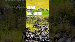 Great migration at Masai Mara Part II DebashisBanerjeeWWE [upl. by Akselaw67]