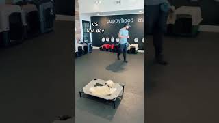 See the the difference  1st vs last day of school 🐕‍🦺🏫 doglovers puppy puppytraining101 petcare [upl. by Leiand]