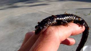 Slimy Salamander  Plethodon glutinosus [upl. by Wanyen]