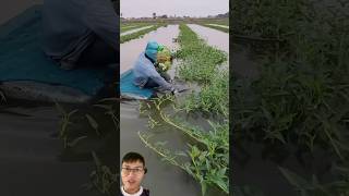 Harvesting super clean water spinach sonlv harvest [upl. by Littman]