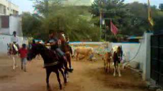 HHRS  HORSE RIDING TRAINING GIVEN TO STUDENTS  HYDERBAD HORSE RIDING SCHOOL [upl. by Eilrak]