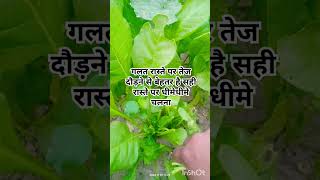 पांच चीज अभी से छोड़ दो terrace garden best motivation garden Gyan tips 🌱🌱 [upl. by Carhart]