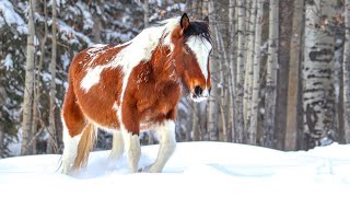 30 Minutes of the Wild Horses of Alberta [upl. by Maidie]