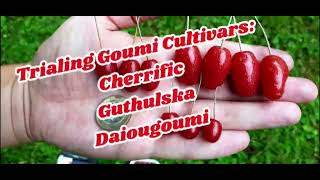 Trialing Goumi Cultivars Cherrific Guthulska amp Daiougoumi [upl. by Janel]