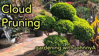 Cloud Pruning Made Easy  Full Demonstration  Japanese Niwake Style Buxus or Boxwood [upl. by Atirac910]