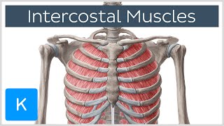 Intercostal Muscles  Function Area amp Course  Human Anatomy  Kenhub [upl. by Airdni]