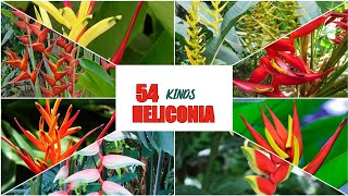 50 KINDS HELICONIA  TROPICAL PLANTS [upl. by Yretsym905]