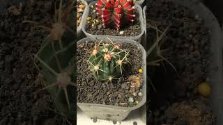 Ferocactus Latispinus [upl. by Sylvie979]