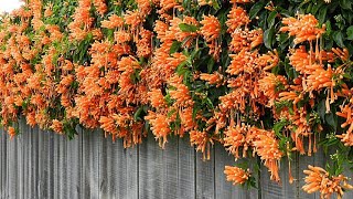 How to Grow and Care BignoniaOrange Flame vine [upl. by Craggie689]