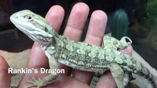 Rankins Dragon HD [upl. by Leanna]