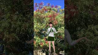 Solutions For Keeping Your Chinese Pistache Trees Healthy In Arizona helpforsicktrees treecare [upl. by Ytisahcal769]