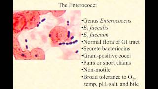 video lecture enterococci [upl. by Gujral]