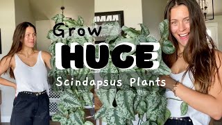 Scindapsus Houseplant Care Tips  How to keep Scindapsus plants alive [upl. by Eijneb520]