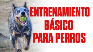 ✅🔥 Como ENTRENAR a tu PERRO para que te obedezca  Entrenamiento Básico  RysolTV [upl. by Annohs355]