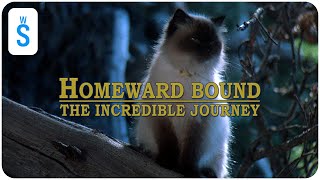 Homeward Bound The Incredible Journey 1993  Scene First Night Out [upl. by Oecile]