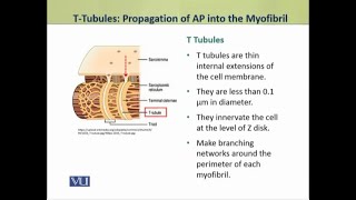 TTubules Propagation of AP into the Myofibril  Physiology Theory  ZOO519TTopic034 [upl. by Birkle351]