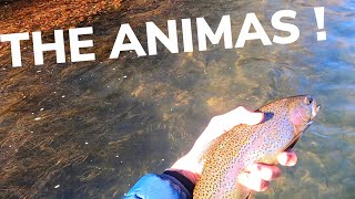 FLY FISHING the ANIMAS river Durango Colorado  CutBow trout [upl. by Cj456]