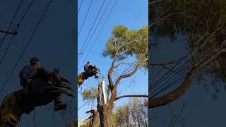 When pruning willow trees beside high  voltage lines safety precautions must be taken [upl. by Yenttihw]