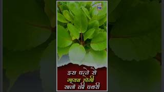 पत्थरचटा । Patharchatta benefits Patharchatta for kidney stone for Gallbladder stone Bryophyllum [upl. by Atirres]