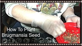 How To Plant Brugmansia Seeds  Sheri Ann Richerson [upl. by Riegel]