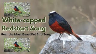 Whitecapped restart song Hear the Most Beautiful Bird Song Enchanting Sound of Water Redstart [upl. by Nerot]