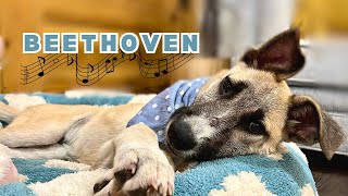 He’s so gentle and loves snuggles Meet Beethoven the perfect family pup [upl. by Wester]