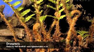 Fern Dryopteris growing over 2 months period time lapse [upl. by Ahsikin]