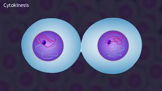 Mitosis and the Cell Cycle Animation [upl. by Gilroy966]