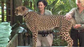 Cheetah RecordCincinnati Zoo [upl. by Edik]