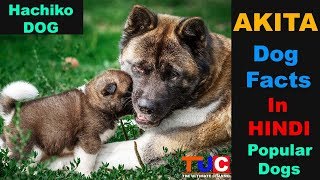 Akita Dog Breed Facts In Hindi Popular Dog Breeds  TUC  The Ultimate Channel [upl. by Victorie582]