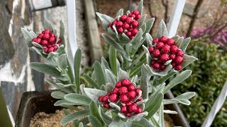 A Unique Plant Helichrysum ‘Ruby Clusters’ [upl. by Lexa922]