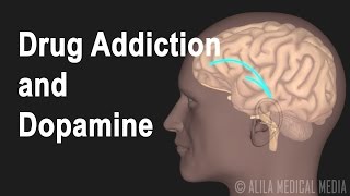 Mechanism of Drug Addiction in the Brain Animation [upl. by Whitford537]