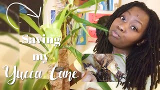 Saving my Yucca Cane Plant [upl. by Brigitta]