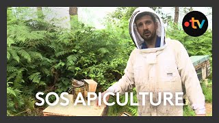 La filière apiculture en difficulté après les intempéries [upl. by Elmore]