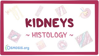 Kidneys Histology [upl. by Amlas]