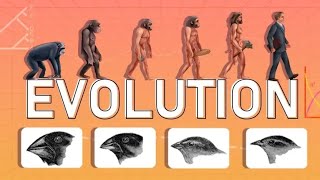 EVOLUTION [upl. by Kreindler]