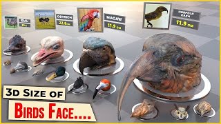 Birds Face size Comparison  Size comparison [upl. by Morice]