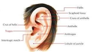 EAR ACUPUNCTURE  AURICULOTHERAPY 08 Points of Tragus amp Scaphoid Fossa [upl. by Nolaf906]