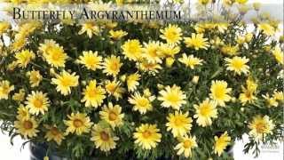 Proven Winners® Gardener Channel Proven Winners® Butterfly Argyranthemum [upl. by Ardnauq]