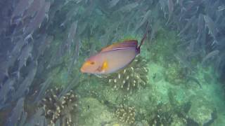 Yellowfin Surgeonfish Acanthurus xanthopterus [upl. by Shirlene]