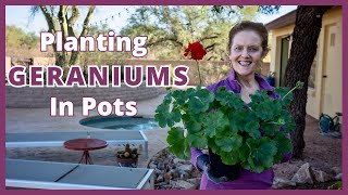 GERANIUMS IN POTS A Planting Guide [upl. by Thanh]