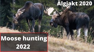 Älgjakt 2022  7 skottscener  Jakt  Jaktfilm [upl. by Erdua]