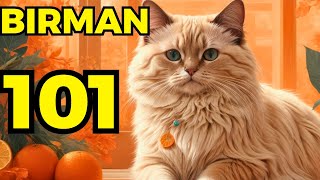 Birman cat pros and cons  Everything you need to know [upl. by Falzetta964]