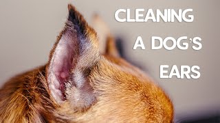 How to Clean a Dogs Ears The Ultimate Guide [upl. by Legna798]